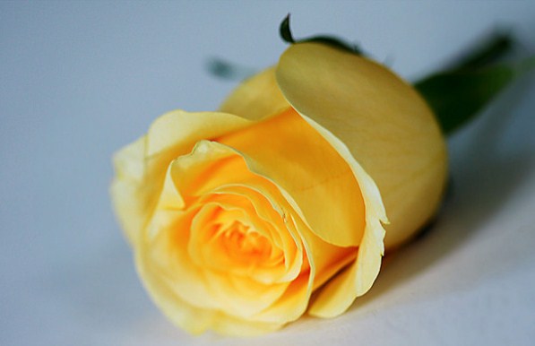 Arti Bunga Mawar Kuning Mundp Blogs